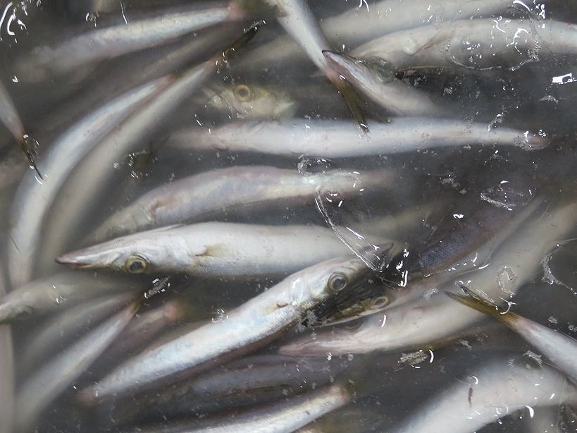 ミズカマス お水ちゃんとも呼ばれています 横浜丸魚株式会社