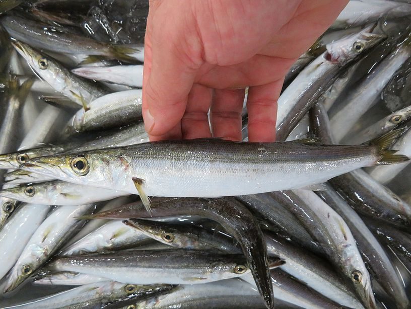 ミズカマス お水ちゃんとも呼ばれています 横浜丸魚株式会社