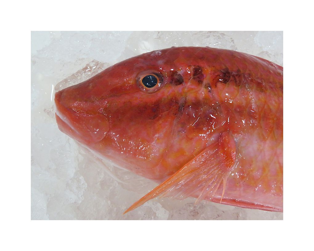 この魚オジサンだと思ったら 人違い 魚違いだった 横浜丸魚株式会社