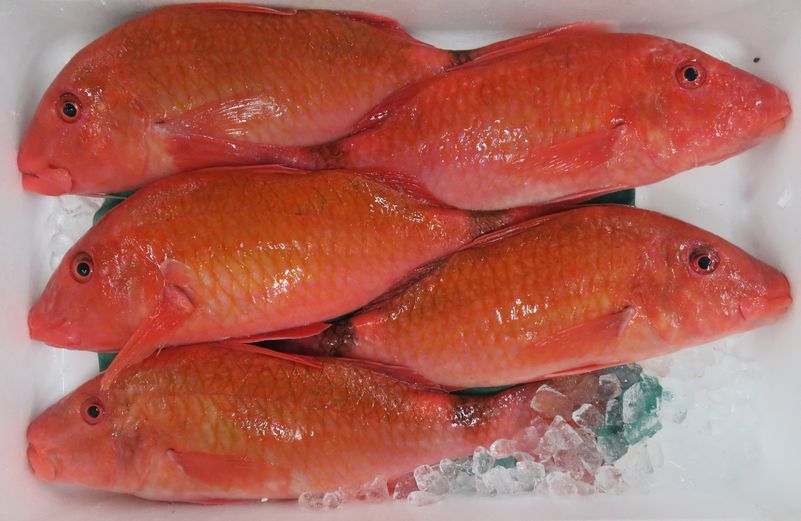 この魚オジサンだと思ったら 人違い 魚違いだった 横浜丸魚株式会社