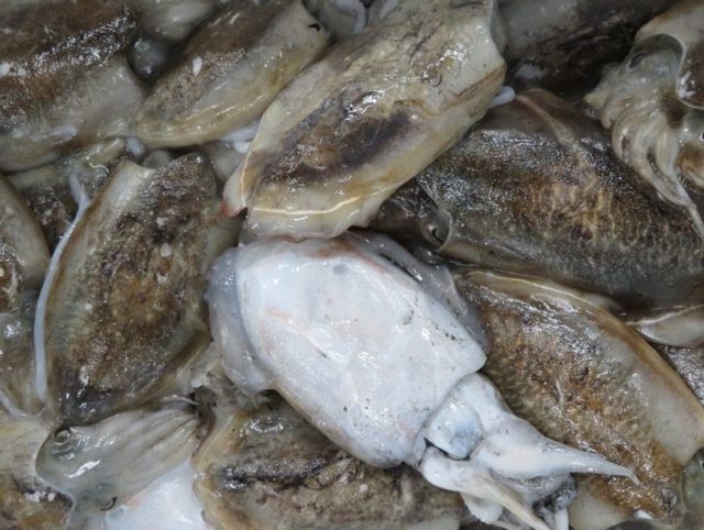 スミイカ釣りにはテンヤ そして餌はシャコ 横浜丸魚株式会社 スミイカ釣りにはテンヤ そして餌はシャコ 横浜丸魚株式会社