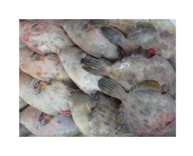 どうです 今のカワハギは肝パンですか 横浜丸魚株式会社