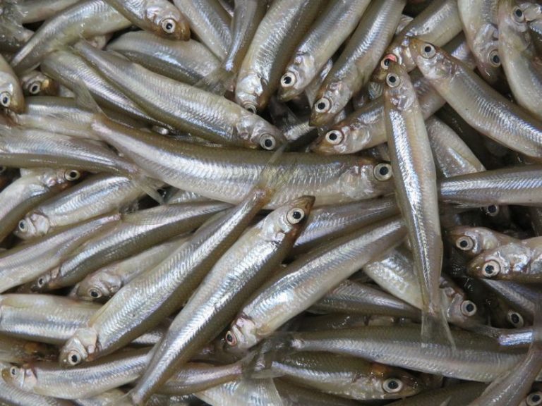 天然ワカサギは超レア、ほとんどが人工産卵や稚魚の放流してます。 | 横浜丸魚株式会社