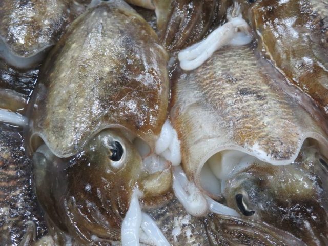 スミイカ 市場内では甲烏賊とは言わないね 横浜丸魚株式会社