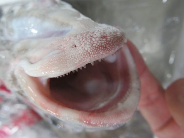 髭剃り残し ヒゲソリダイ 横浜丸魚株式会社