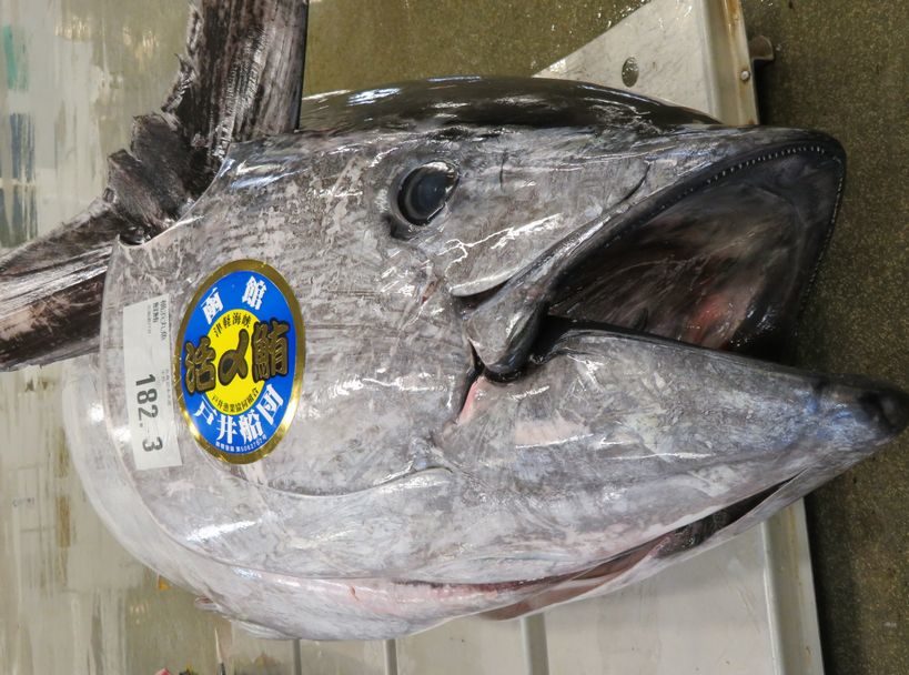戸井の本マグロで解体ショーやってみたい！？ 横浜丸魚株式会社