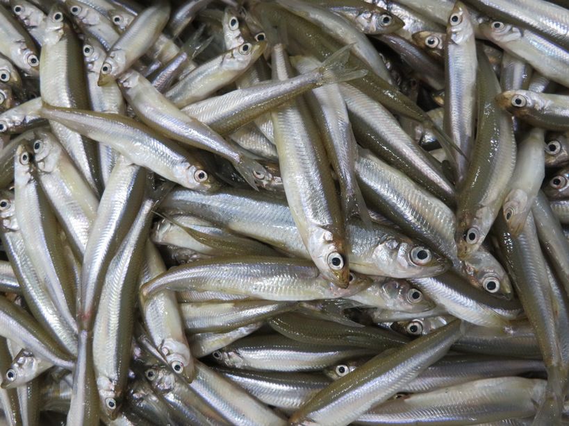 ワカサギのニオイは 匂い 臭い どっちなの 横浜丸魚株式会社