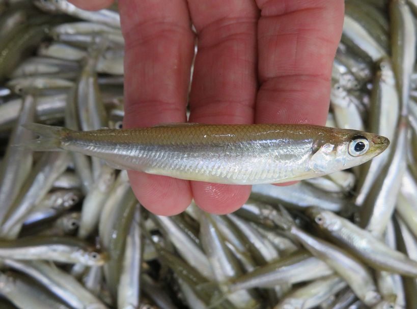 ワカサギのニオイは 匂い 臭い どっちなの 横浜丸魚株式会社