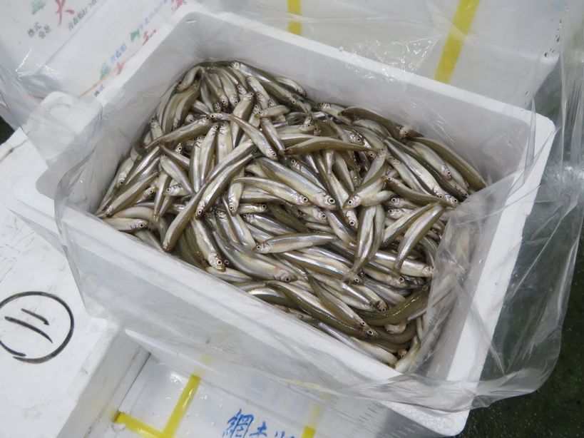 ワカサギのニオイは 匂い 臭い どっちなの 横浜丸魚株式会社