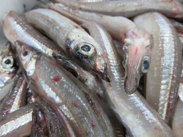 ニギス シロギス似ですかね 横浜丸魚株式会社