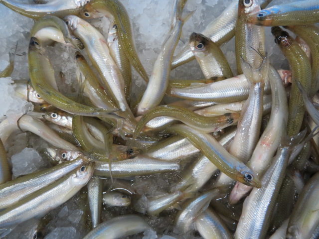 ワカサギ キュウリウオ科のニオイは匂い 横浜丸魚株式会社