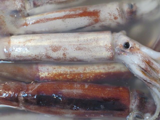 不漁が続くスルメイカだから 縁起担ぎに最適 横浜丸魚株式会社 不漁が続くスルメイカだから 縁起担ぎに最適 横浜丸魚株式会社