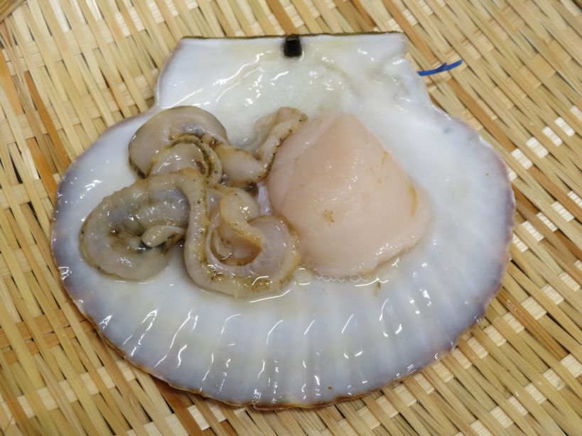 ホタテ稚貝は小さくてもホタテ 横浜丸魚株式会社