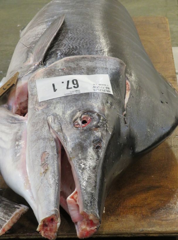 マカジキの「二の切れ」って知ってる？ 横浜丸魚株式会社