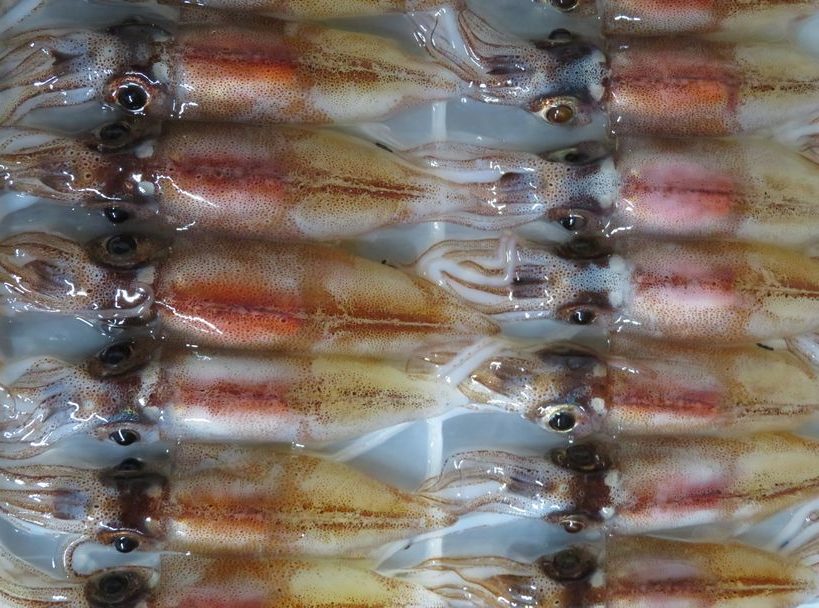 ホタルイカの生食は美味いけど 取扱い要注意です 横浜丸魚株式会社