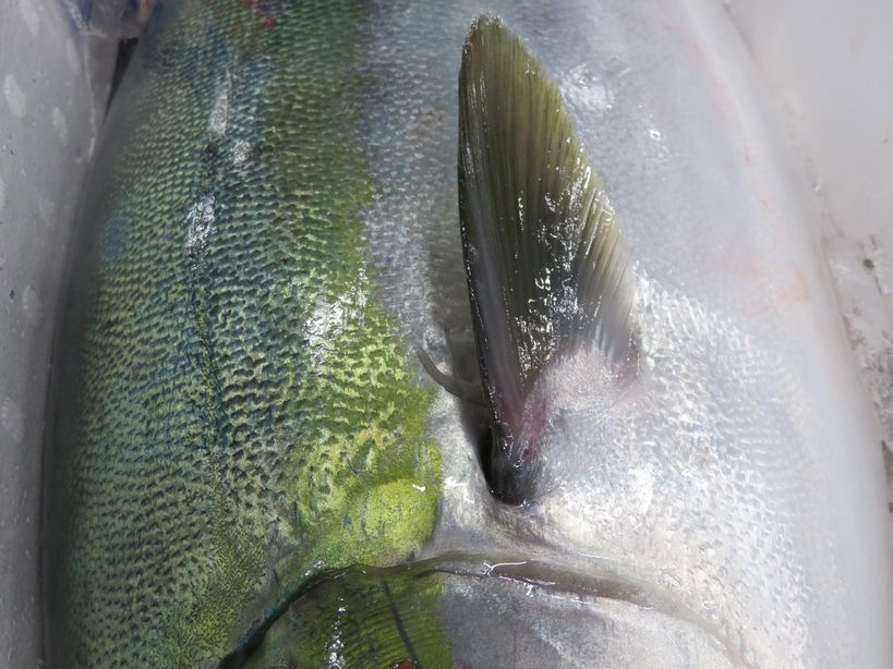 紀州の春鰤 食べない選択はないと思う 横浜丸魚株式会社