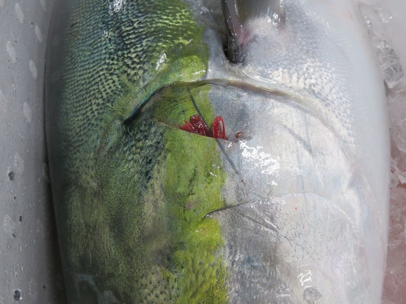 紀州の春鰤 食べない選択はないと思う 横浜丸魚株式会社