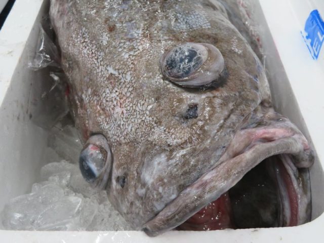 東京湾にこんな深海魚 ソコクロダラ入荷しました 横浜丸魚株式会社 東京湾にこんな深海魚 ソコクロダラ入荷しました 横浜丸魚株式会社