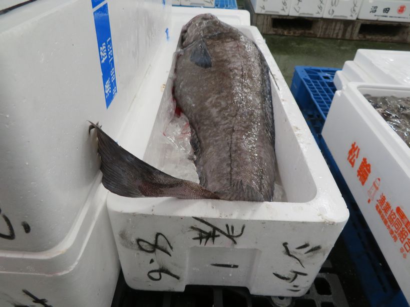 東京湾にこんな深海魚 ソコクロダラ入荷しました 横浜丸魚株式会社