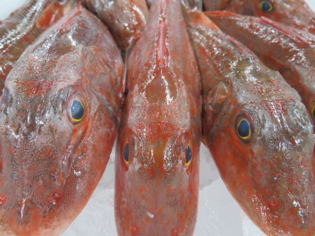 良いホウボウが でも色物が厳しい環境です 横浜丸魚株式会社