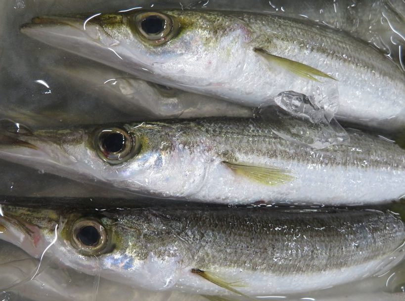 今 神奈川のカマス食べる価値ありますよ 横浜丸魚株式会社