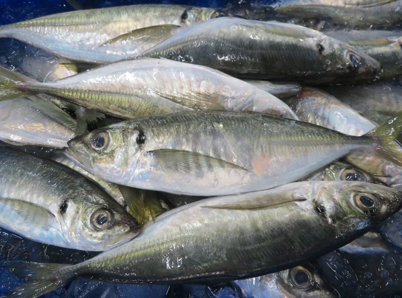 待ってました ブランドアジの どんちっちあじ 横浜丸魚株式会社