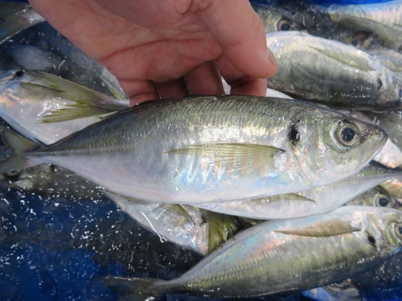 待ってました ブランドアジの どんちっちあじ 横浜丸魚株式会社