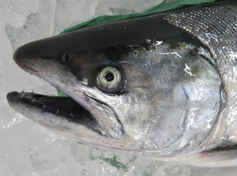 時鮭の顔って可愛い それって変態 横浜丸魚株式会社