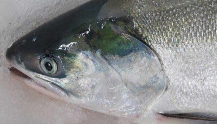 時鮭の顔って可愛い それって変態 横浜丸魚株式会社