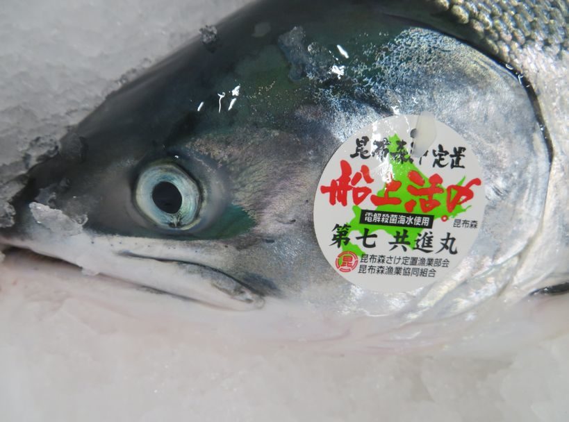 時鮭の顔って可愛い それって変態 横浜丸魚株式会社