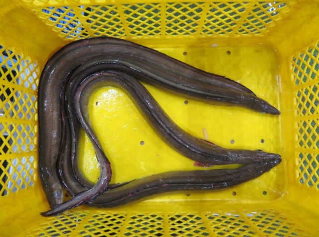 鱧 ハモ また一つ食わず嫌いを克服してしまった 横浜丸魚株式会社 鱧 ハモ また一つ食わず嫌いを克服してしまった 横浜丸魚株式会社