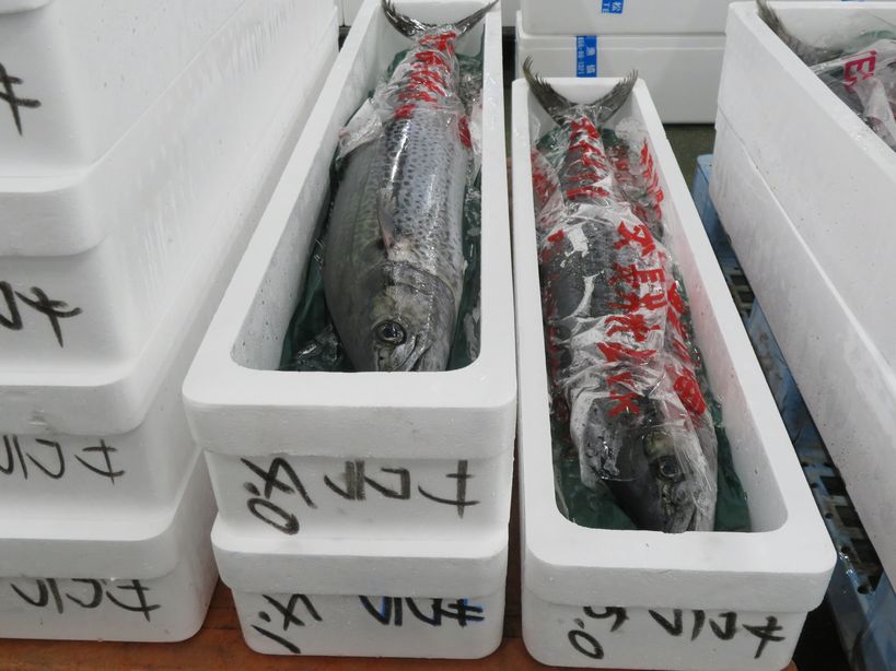 なぜなのか 神奈川県で良いサワラが入荷している 横浜丸魚株式会社