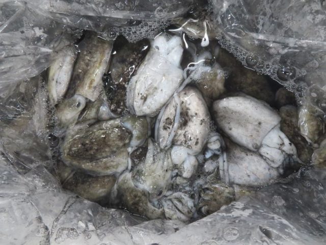 正直新イカが食べたかった 横浜丸魚株式会社