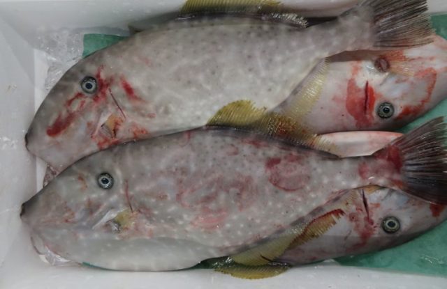 天狗の団扇 いいえウスバハギです 横浜丸魚株式会社