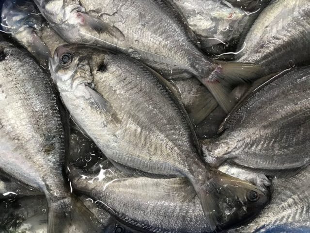 エボダイ 目が飛び出る高級魚 横浜丸魚株式会社
