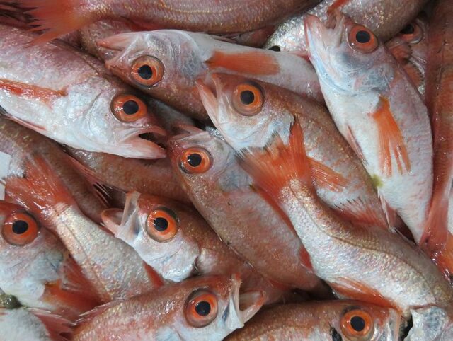 赤い魚で悪魔退散 新型コロナウイルス退散 横浜丸魚株式会社 赤い魚で悪魔退散 新型コロナウイルス退散 横浜丸魚株式会社