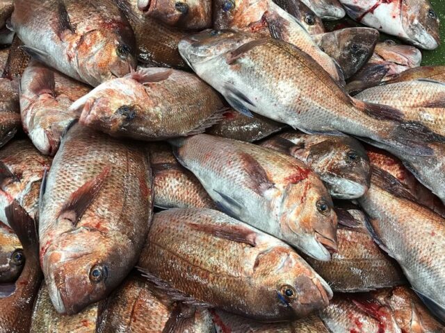 たい タイ 鯛 養殖真鯛の山 横浜丸魚株式会社