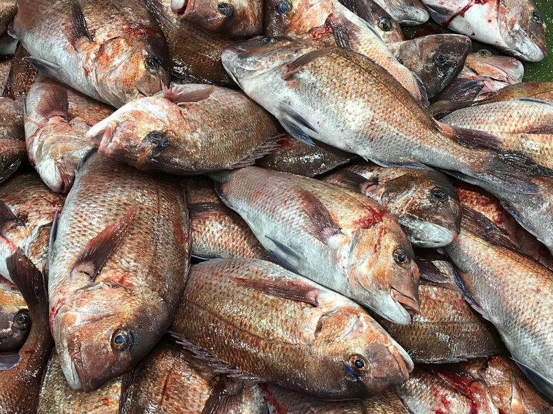 たい タイ 鯛 養殖真鯛の山 横浜丸魚株式会社