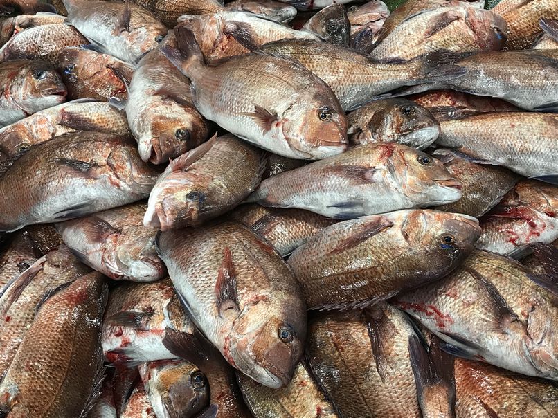 たい タイ 鯛 養殖真鯛の山 横浜丸魚株式会社