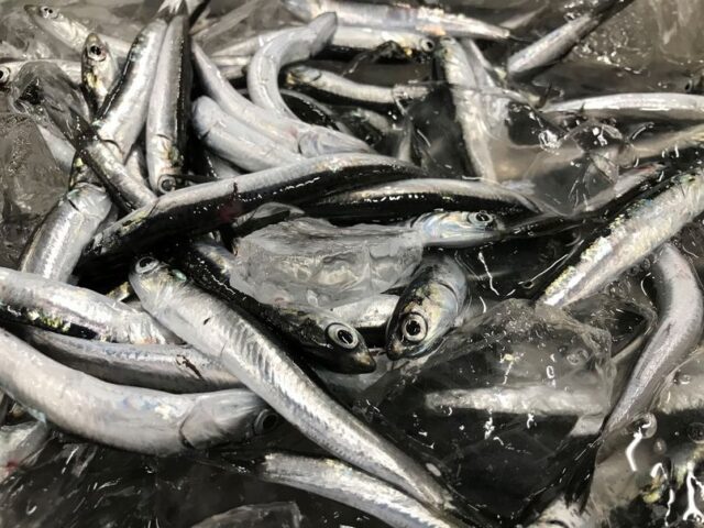 シコイワシで煮干し 自家製に挑戦したい 横浜丸魚株式会社