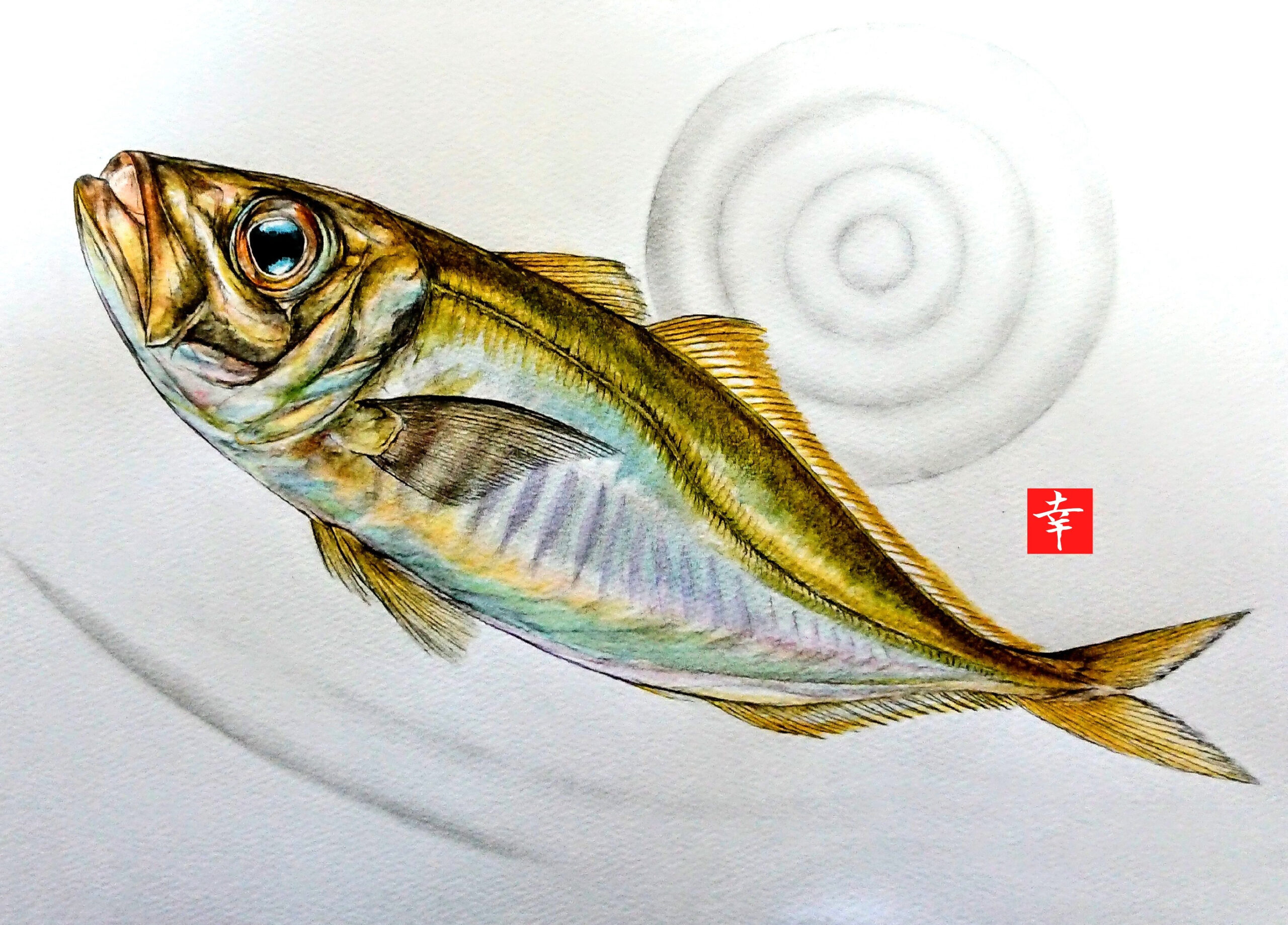 新企画 イラストで見る旬の魚 黄金鯵 横浜丸魚株式会社