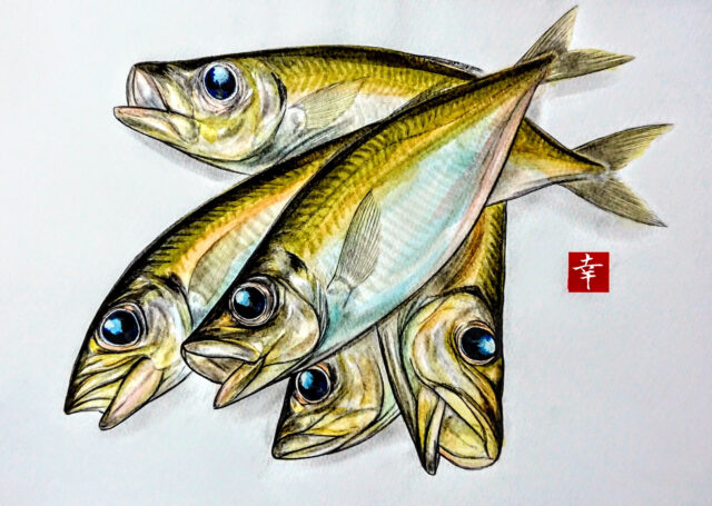 新企画 イラストで見る旬の魚 黄金鯵 横浜丸魚株式会社