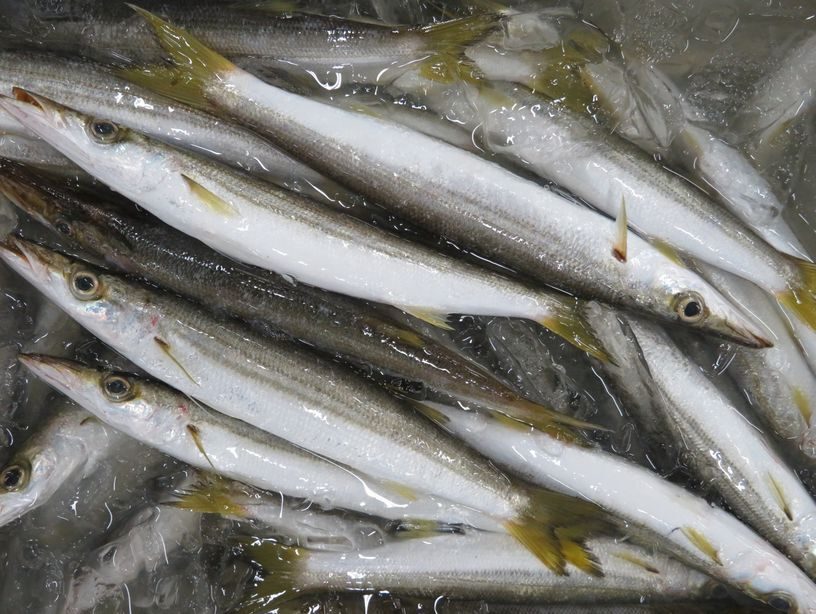 アカカマスは海のスプリンター 横浜丸魚株式会社