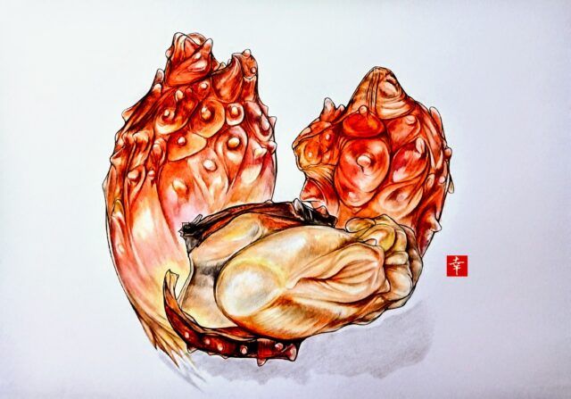 新企画 イラストで見る旬の魚 ほや 横浜丸魚株式会社