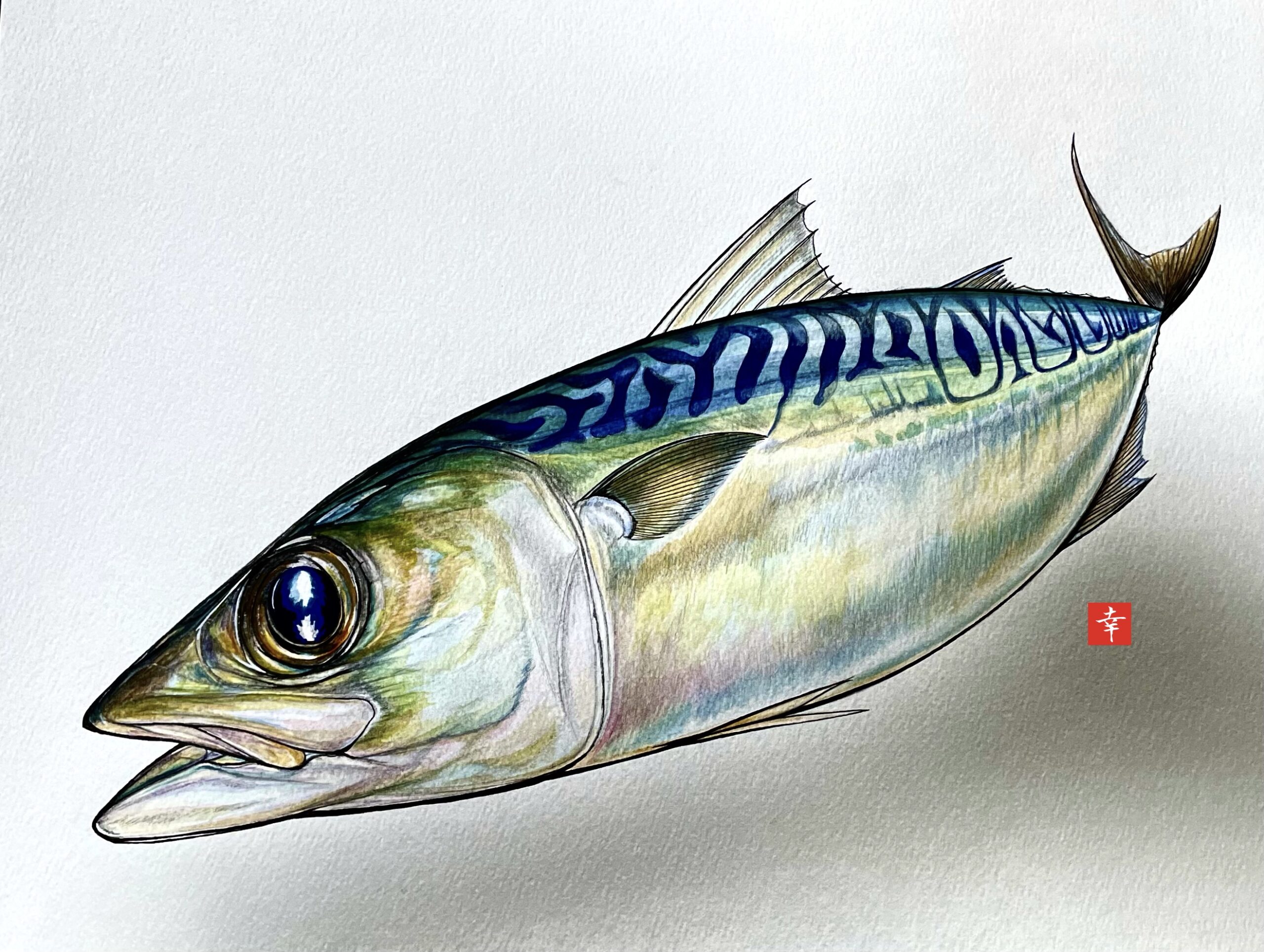 新企画 イラストで見る旬の魚 松輪のサバ 横浜丸魚株式会社