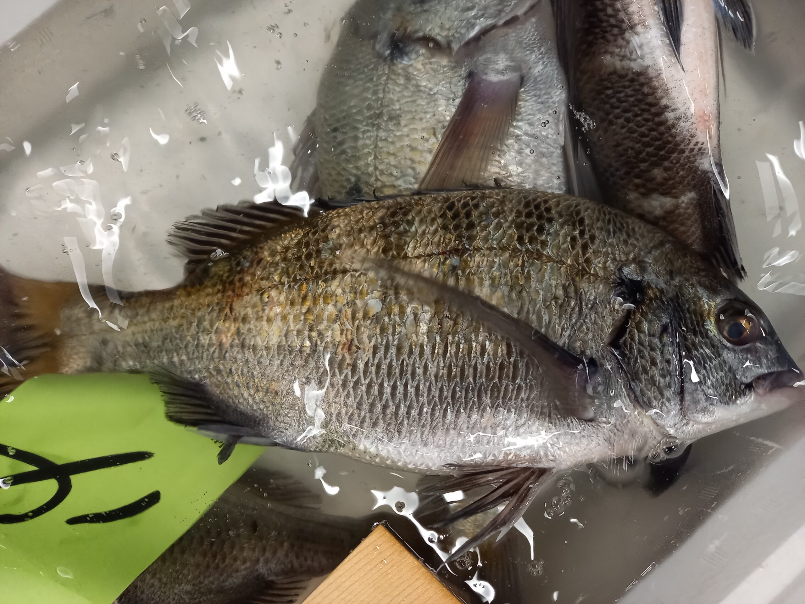 新企画 イラストで見る旬の魚 小田原のイシダイ 横浜丸魚株式会社