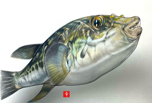 新企画 イラストで見る旬の魚 ふぐ 横浜丸魚株式会社