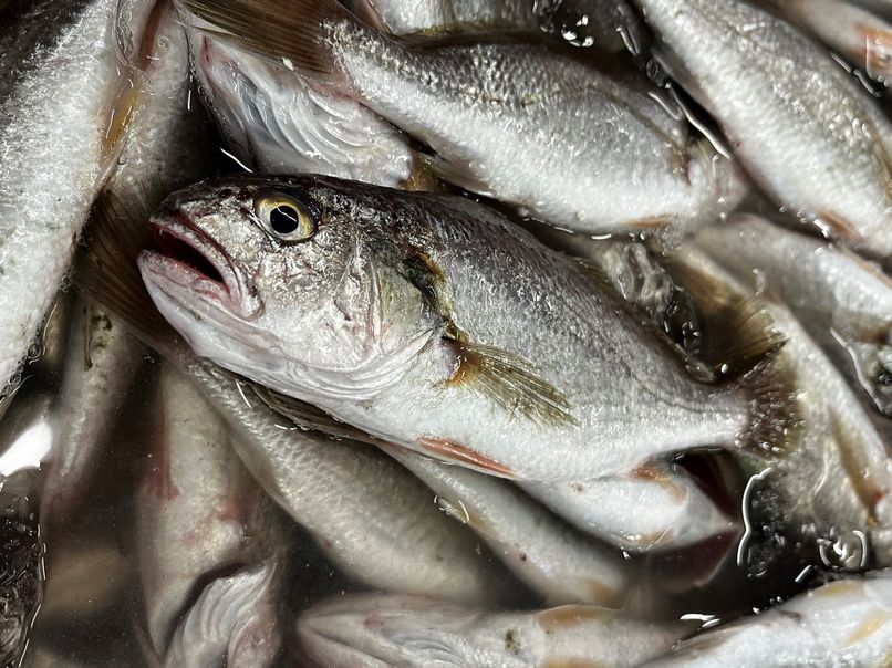 イシモチ お隣韓国でも大人気 横浜丸魚株式会社