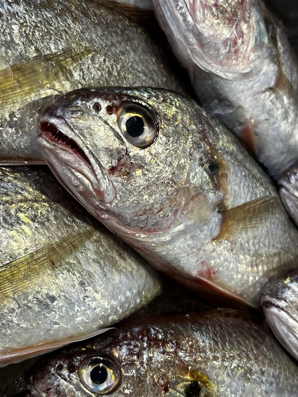 イシモチ お隣韓国でも大人気 横浜丸魚株式会社