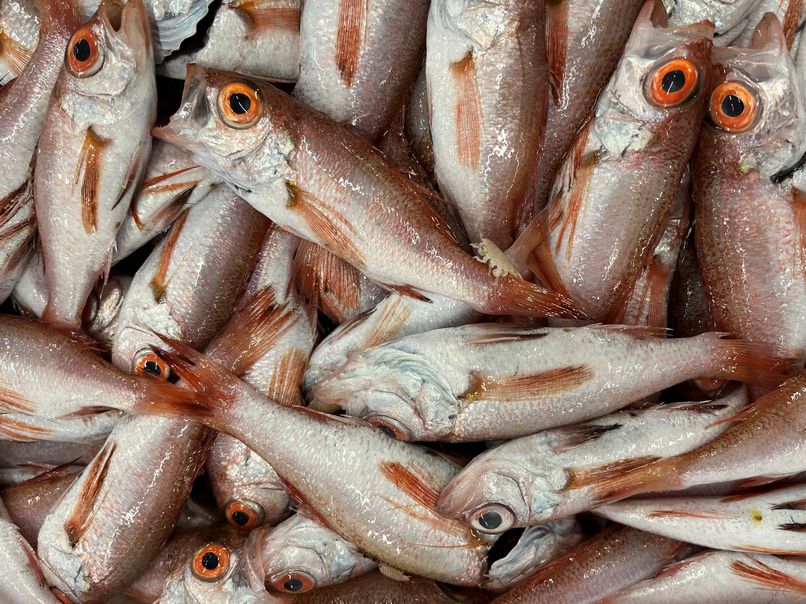 タイノエがいたら当たり 横浜丸魚株式会社